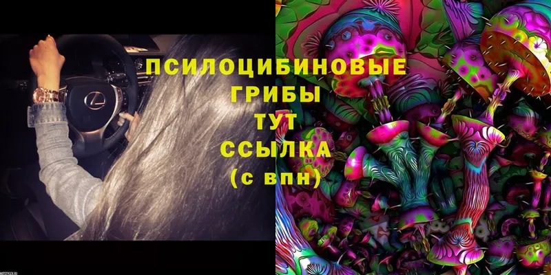 KRAKEN   Менделеевск  Псилоцибиновые грибы Psilocybine cubensis 